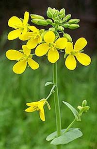 Цветы горчицы