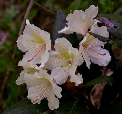 Цветущие рододендроны