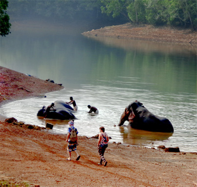 В джунглях Южной Индии