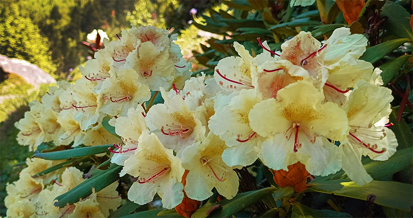 Цветущие рододендроны