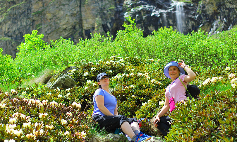 Среди цветущих рододендронов