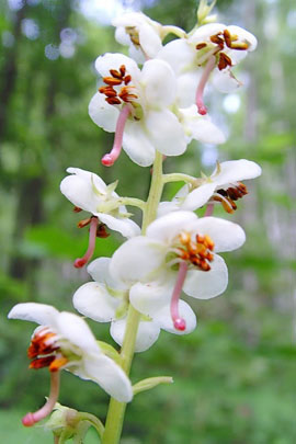 Цветы грушанки круглолистной