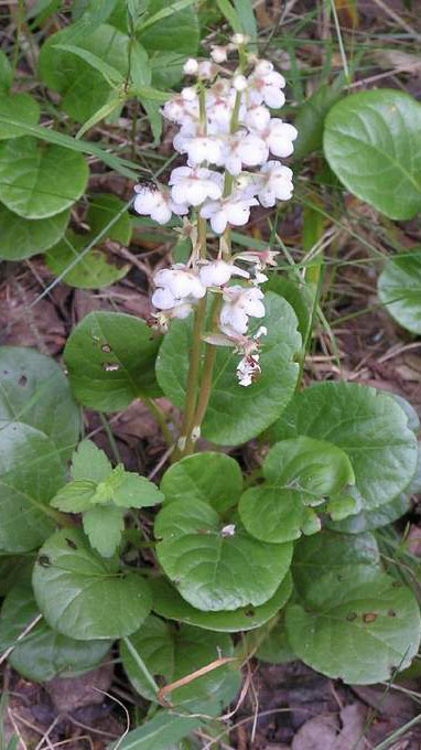 Грушанка круглолистная