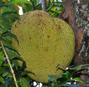 Хлебное дерево