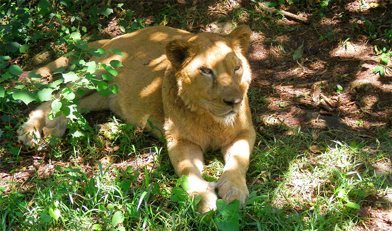 Лев в Керале